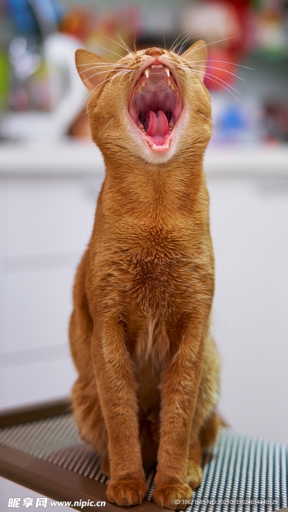 猫              
