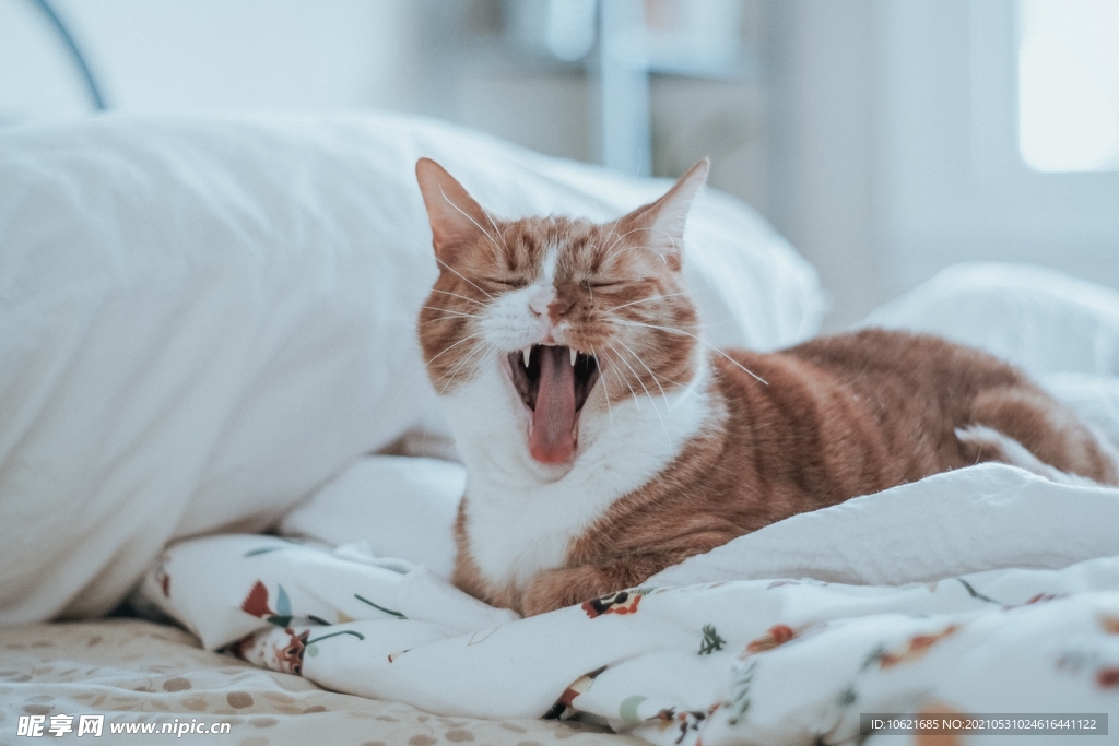猫              
