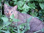 猫              