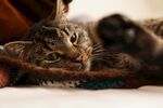 猫              