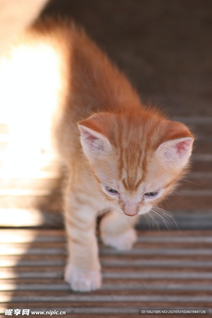猫              