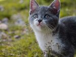 猫              