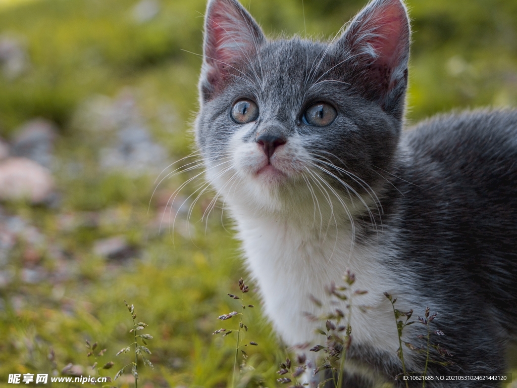 猫              