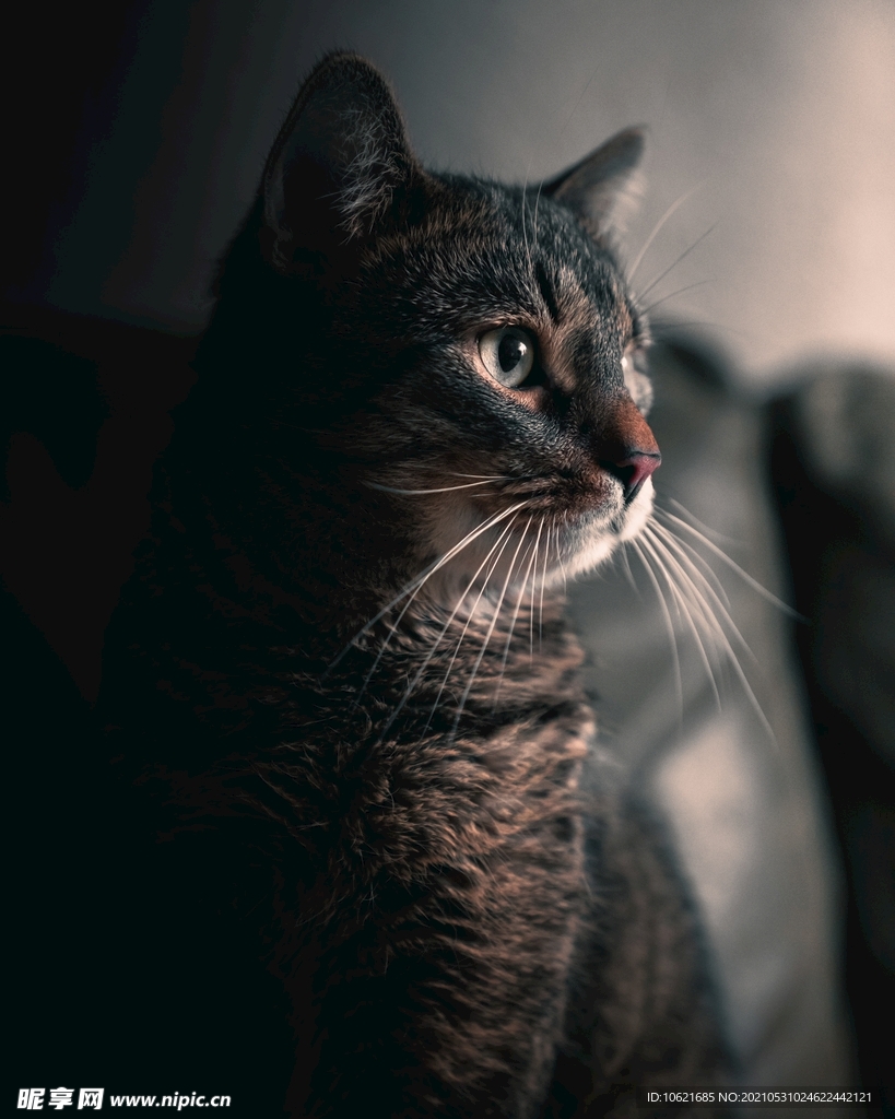 猫              