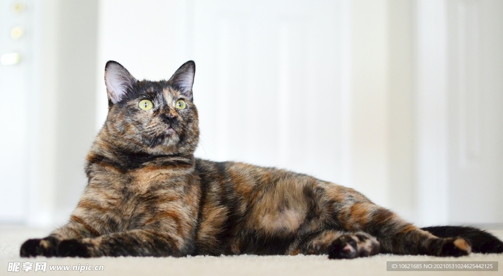 猫              