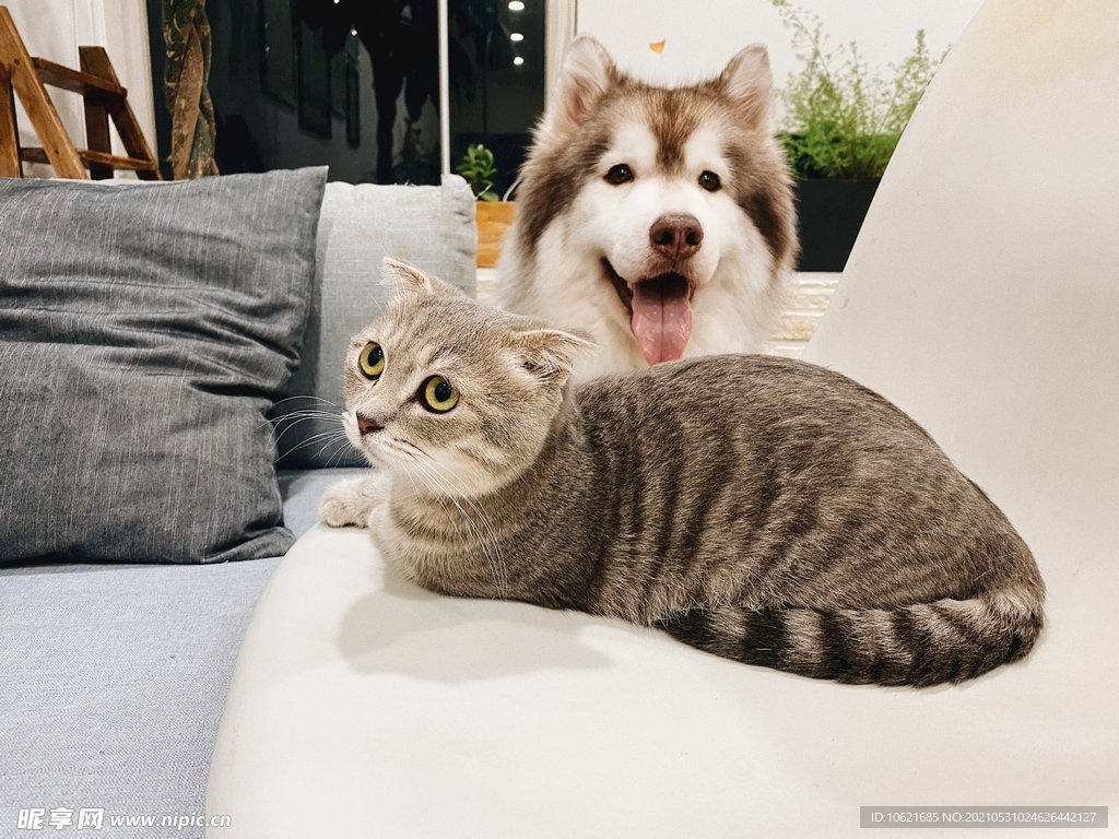 猫              