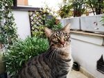 猫              