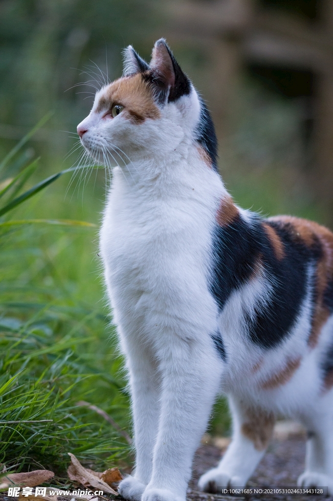 猫              