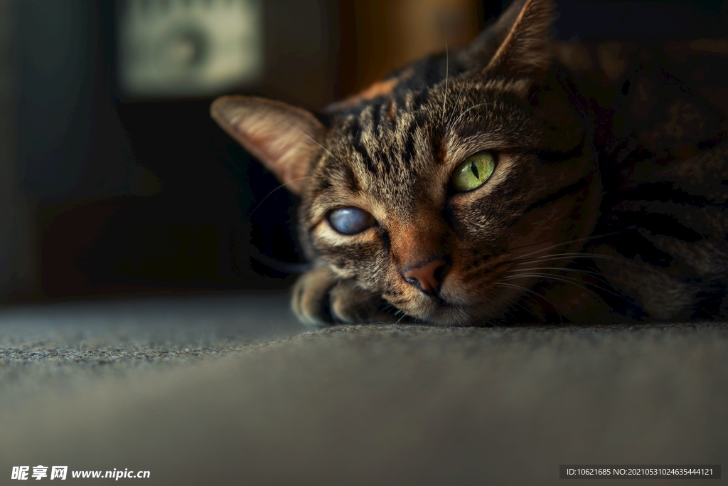猫              