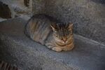 猫              