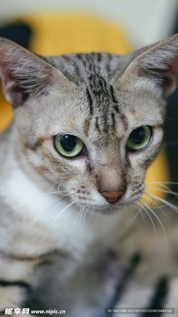 猫              
