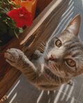 猫              