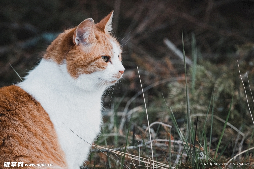 猫              