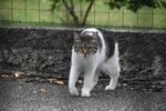 猫              