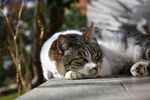 猫              