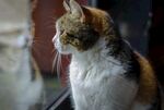 猫              