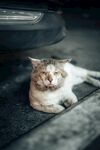 猫              