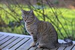 猫              