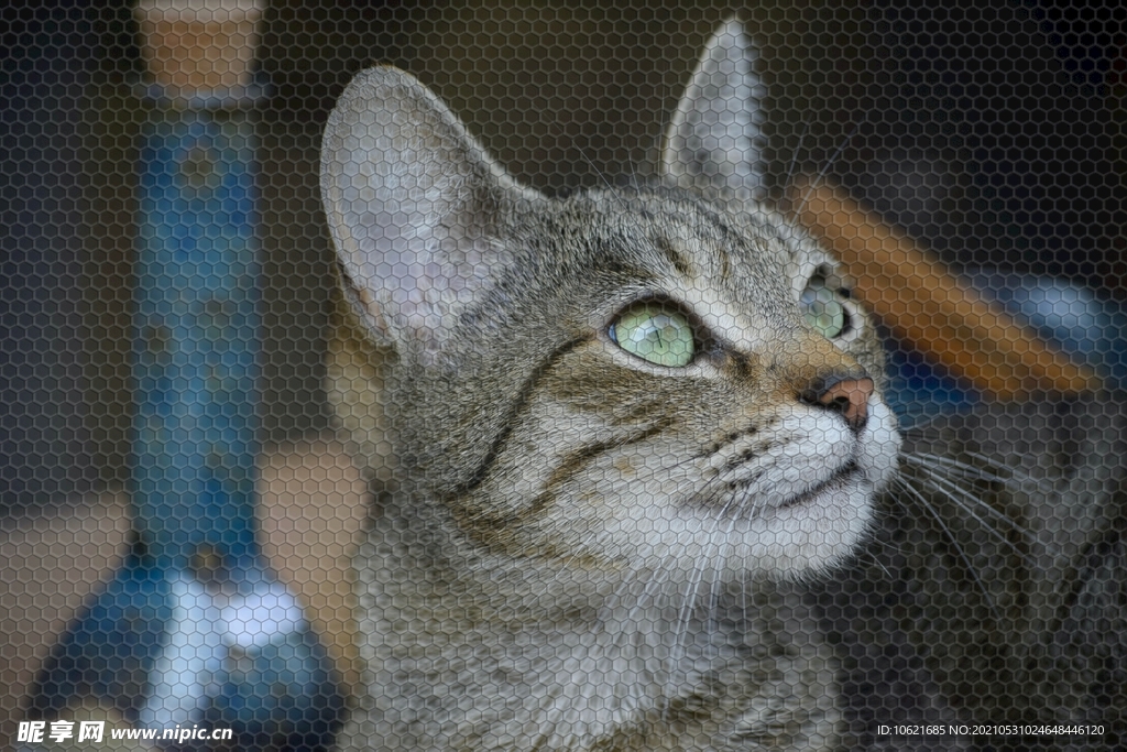 猫              