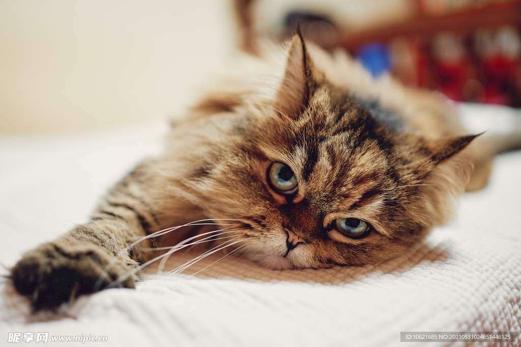 猫              