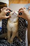 猫              