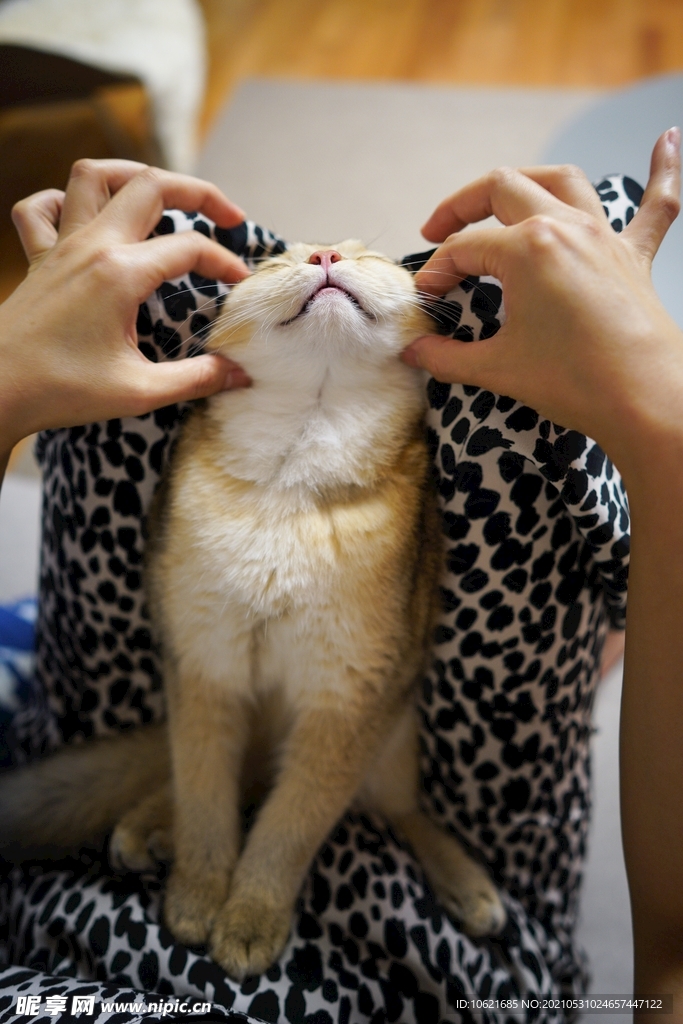 猫              