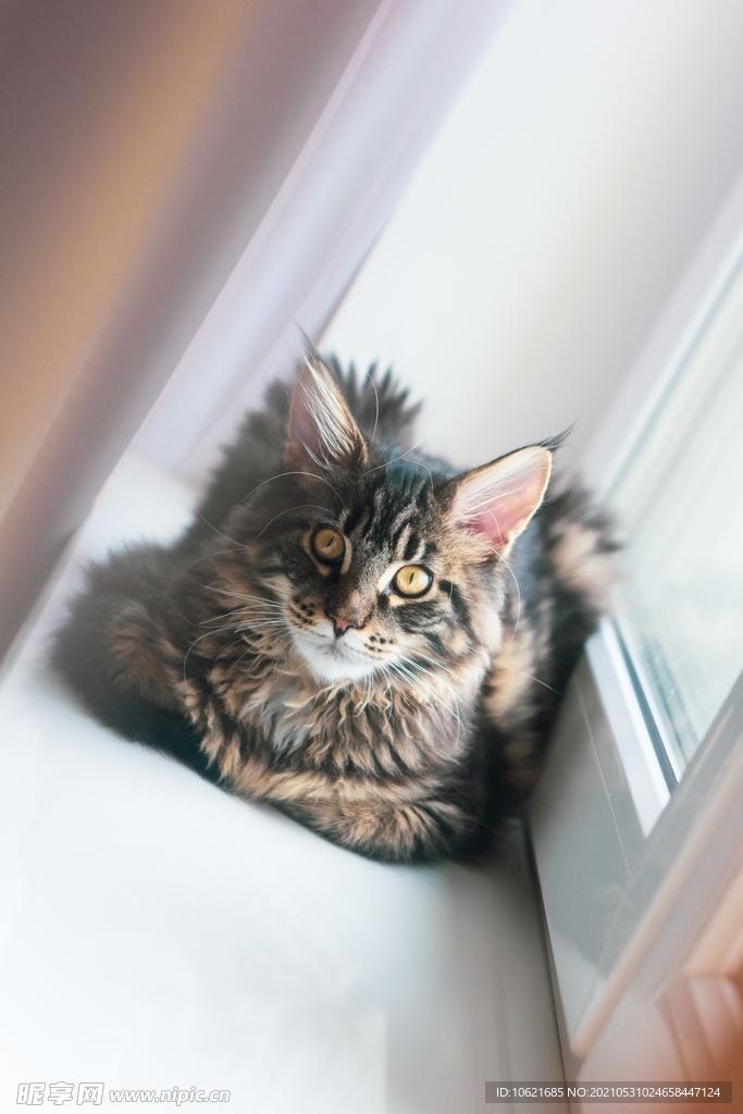 猫              