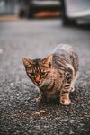 猫              