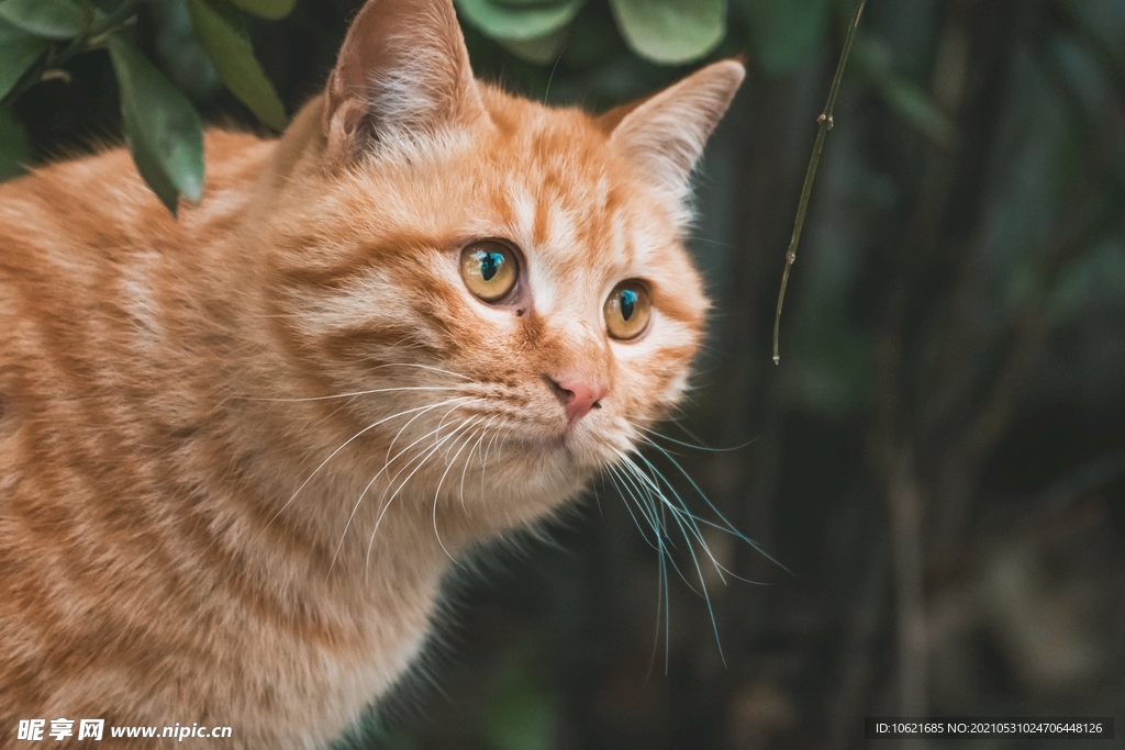 猫              