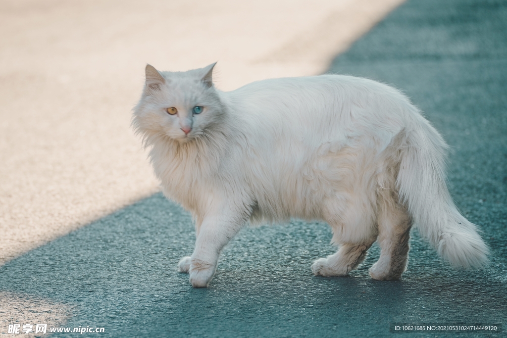 猫              