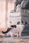 猫              