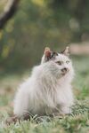 猫              