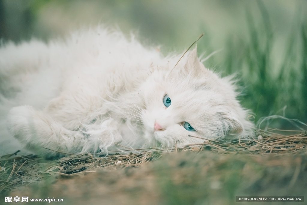 猫              