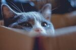 猫              
