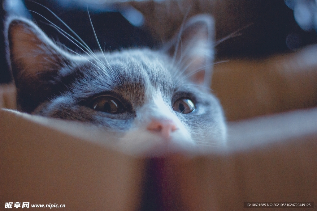 猫              