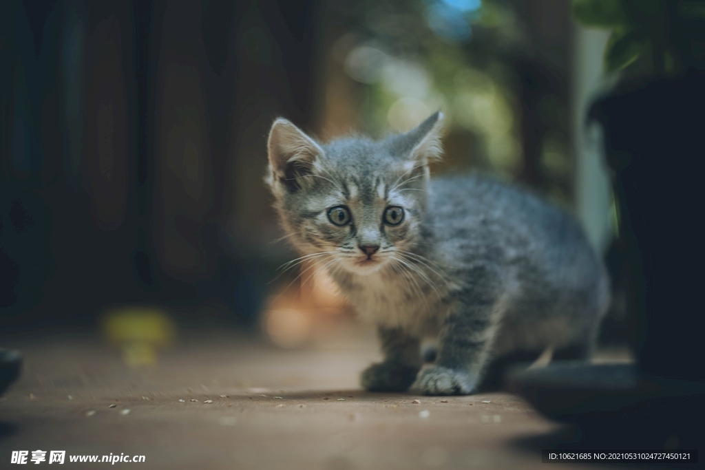 猫              