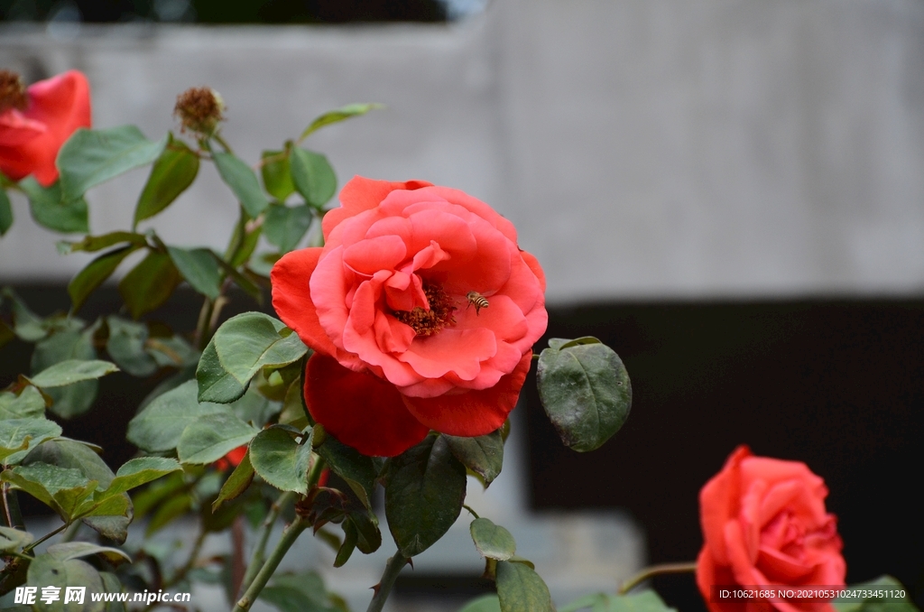 花              