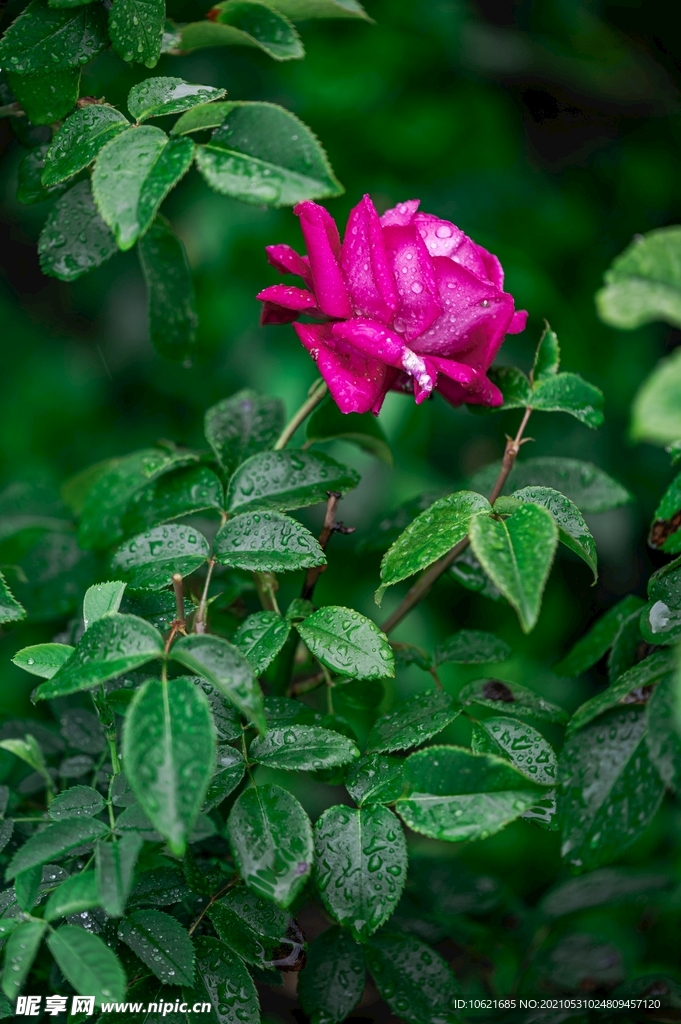 花              