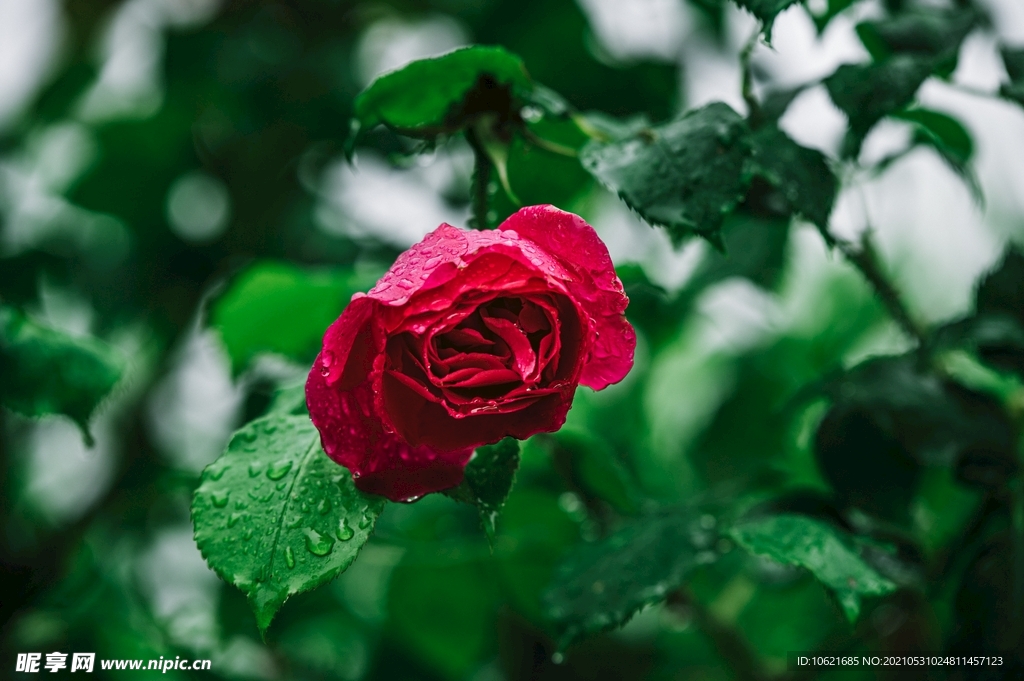 花              