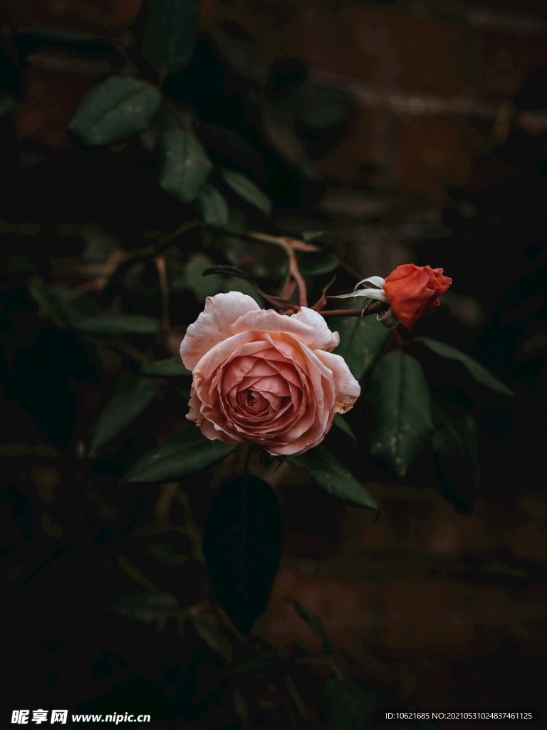 花              