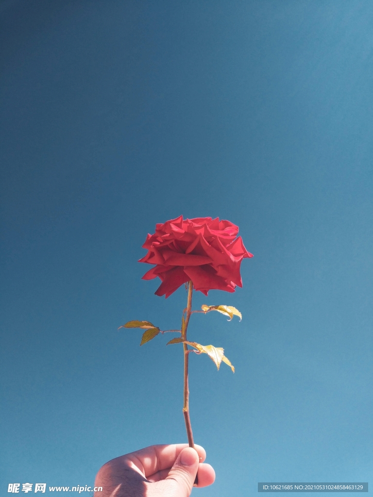 花              