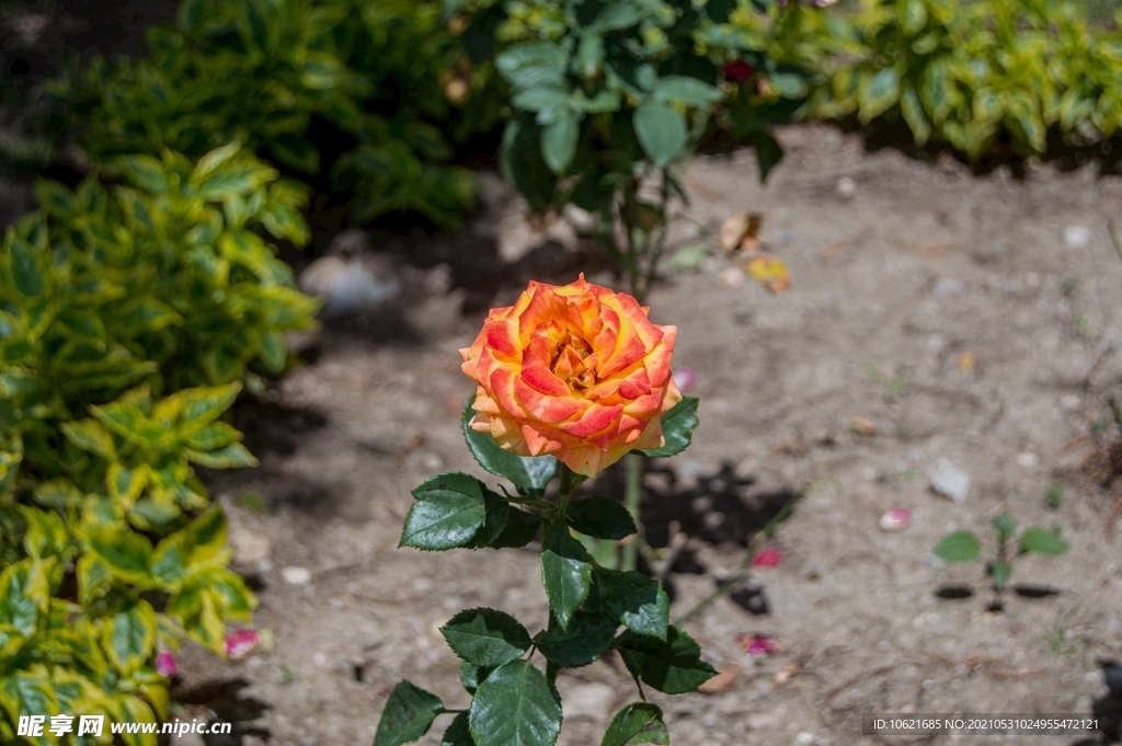 花              