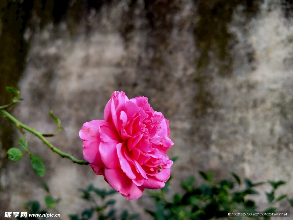 花              