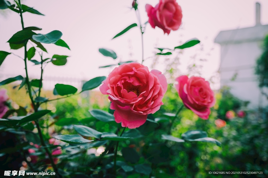 花              