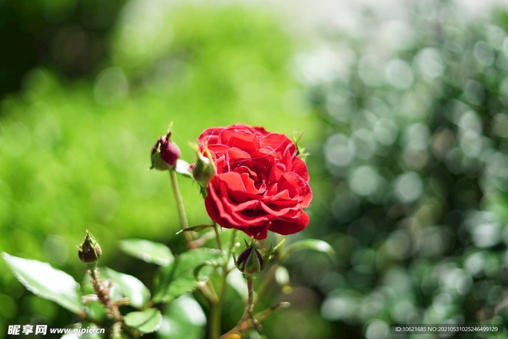 花              