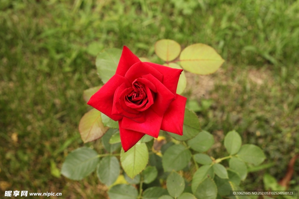 花              
