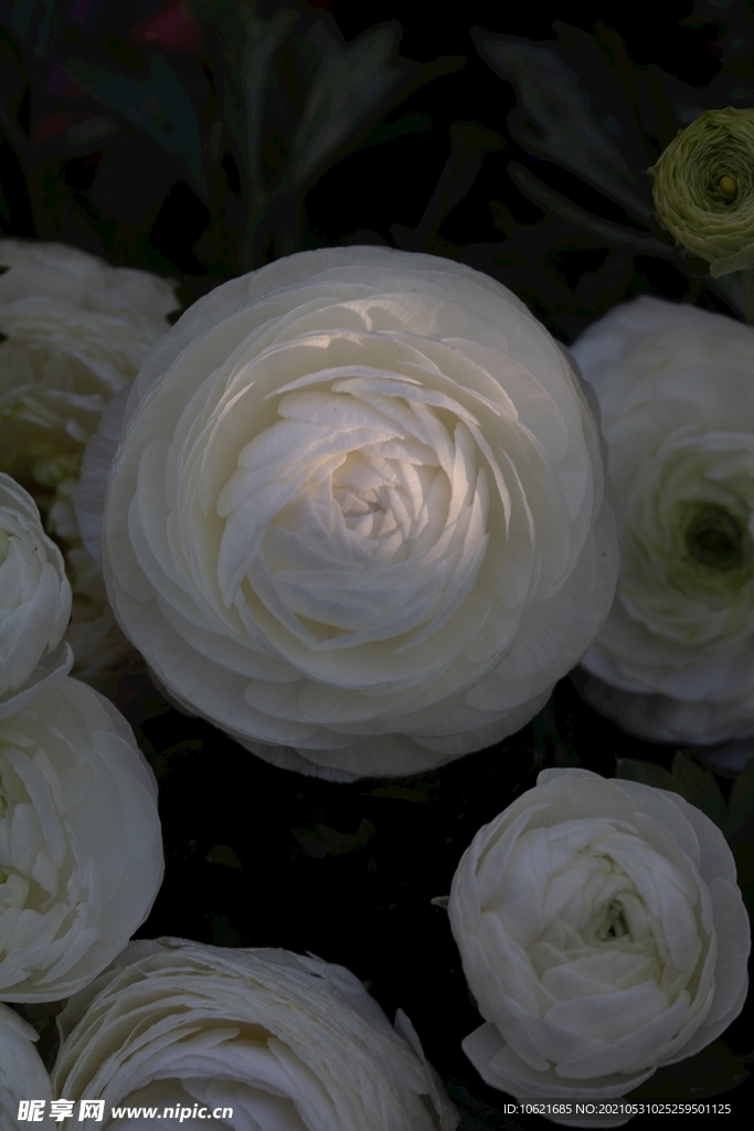 花              