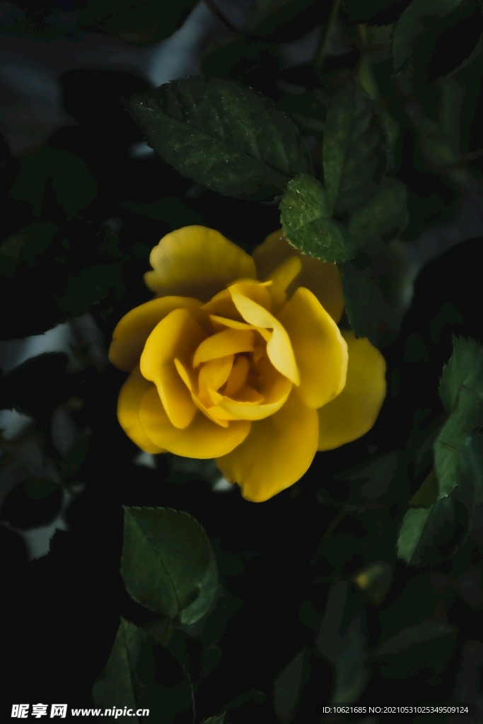 花              