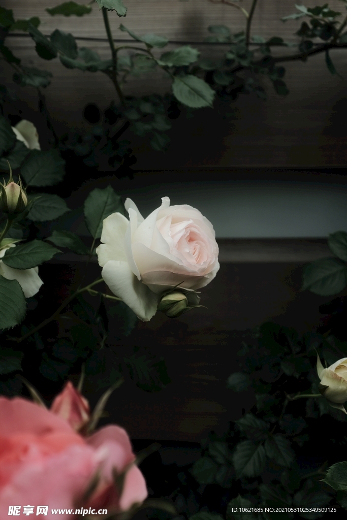 花              