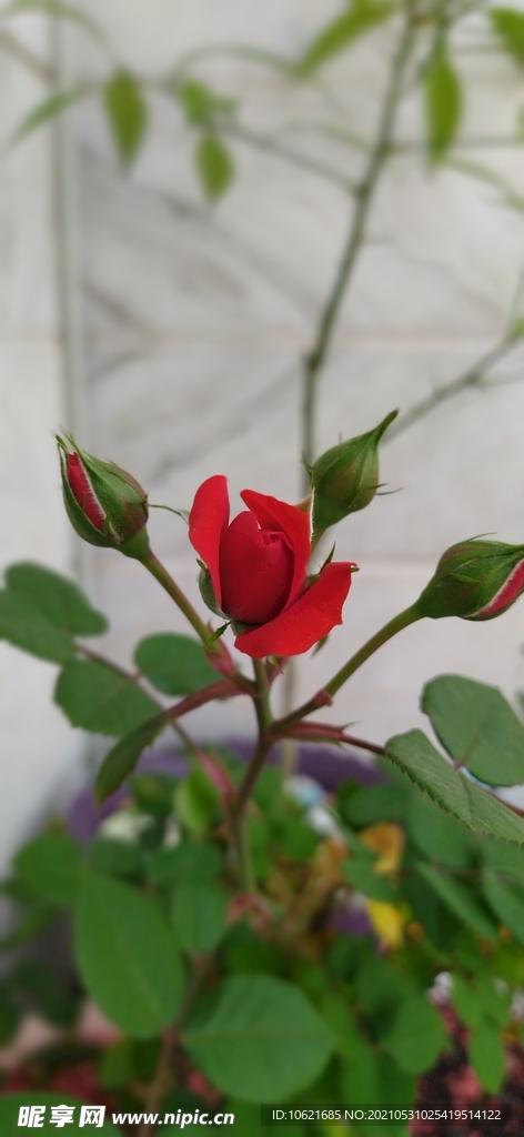 花              